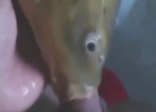 Cá