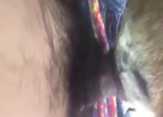 POV bestiality sex with a small Chihuahua dog