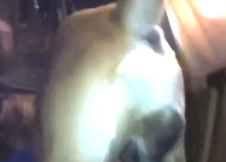 Helping that dog reach a proper orgasm today