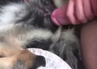 Zoophilic man thrusting inside a dog's wet vag