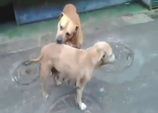 This dog is a total babe, gets fucked SO hard