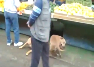 This dog is a total babe, gets fucked SO hard