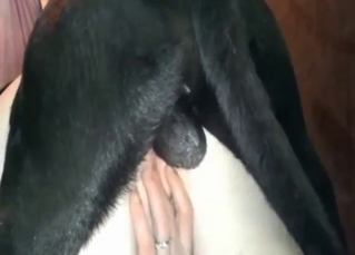 Mature zoophile lady pumped full of dog cum