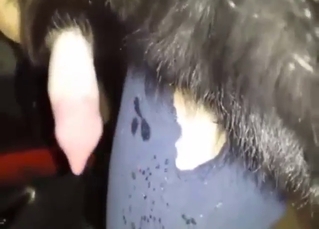 Dog is happy to get jerked off by this mofo