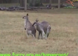 Great wallabies fucking each other so hard