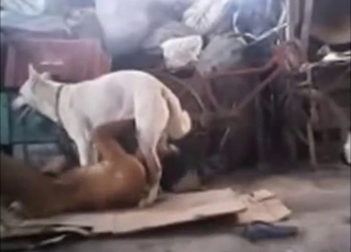 Dude is ready to get fucked by a white dog