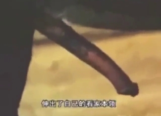 Dream on with a horse getting fucked by donkey