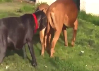 Pure zoophile bliss with animals getting off