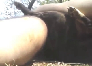 Dude with a large ass fucks a sexy boxer dog