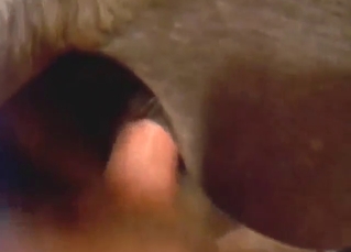 Student of the zoophilic game fucking a mare hard