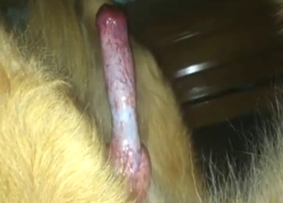 Zoo sex with a long dog cock showcased hard