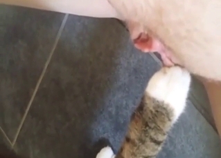 Zoo porn shows how a cat licks that hot pussy