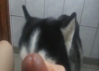 Bestiality porn shows a husky creature getting it