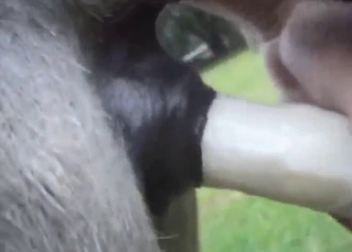 Donkey dildo play with plenty of passion