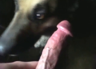 Sexy dog is well aware of hot to suck it better