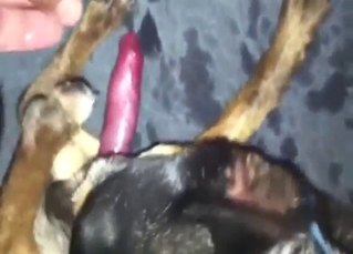 Dude enjoys frottage with a sexy dog here