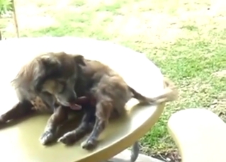 Dog chooses to pleasure itself with no help