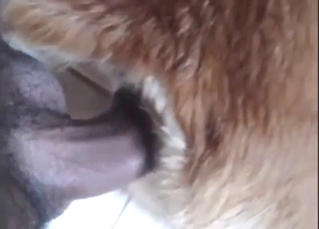 Delicious fucking session with a subby animal