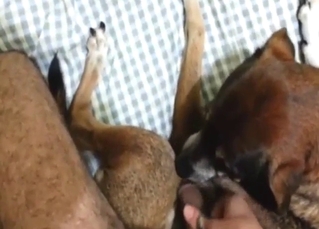 Good times for a submissive cocksucker beast