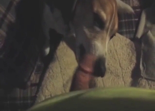 Beagle dog is going to give this guy a nice BJ
