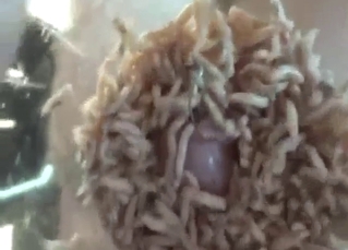 Maggots flocking to that good-looking penis
