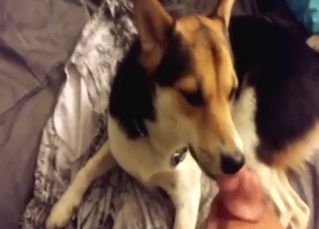 Horny animal is going to suck on a guy's boner