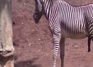 Zebra sex scene with doggystyle blasting