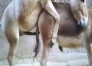 Hot animals are enjoying the hardest fucking