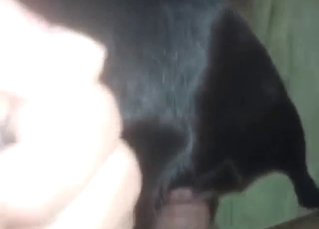 Black dog is going to take that penis from behind