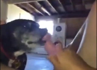 Dog is going to worship a nice penis in POV