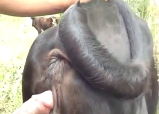 Black beast is taking a naked guy's zoophile dick