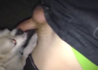 Dog resting on his chest only to get busy suckin'