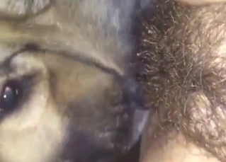 Two dogs are fucking about, it's a great one