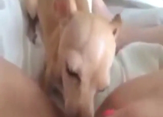 Hot lady gets licked by a sexed-up pupper