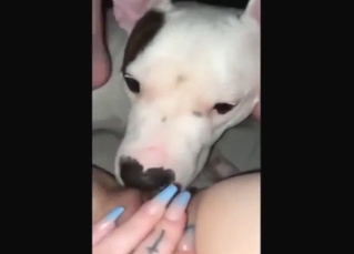 Zoo porn with a seductive beast licking vag