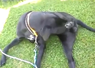 Zoo sex shows a dog sucking on its own peen