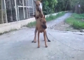 Bestiality porn from Vietnam: dogs fucking