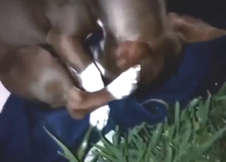 Zoo XXX shows a dog tasting its own penis