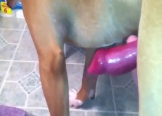 Zoo XXX with a nice handjob in POV, it's steady