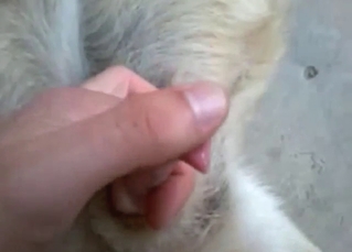 Zoo porn movie with dog handjobs and more