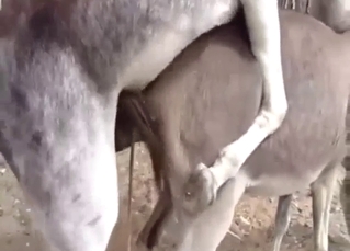 Zoo porn with two animals mounting, screwing