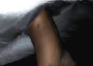 White horse getting fucked by his hairy dong