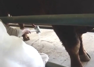 Bestiality porn looks & feels awesome in this one