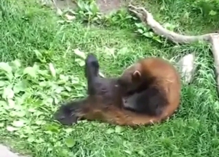 Zoo porn: solo jerk-off scene from a wolverine