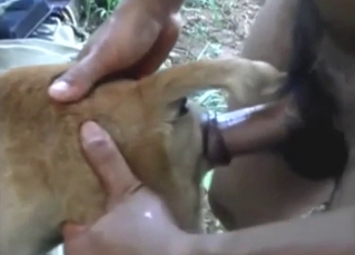 Zoophile porn with a sexy animal taking it