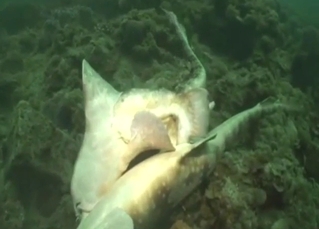 Zoophile fuck scene with sharks being nasty