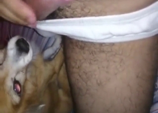 Chihuahua is going to worship that nice penis