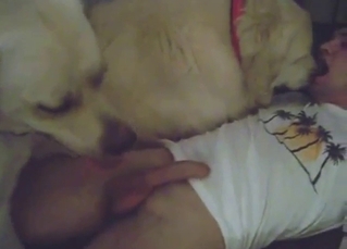 Two dogs servicing one well-hung individual here