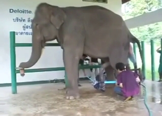 Elephant using it sexiness to keep you glued