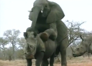 Elephant is going to fuck a submissive rhino